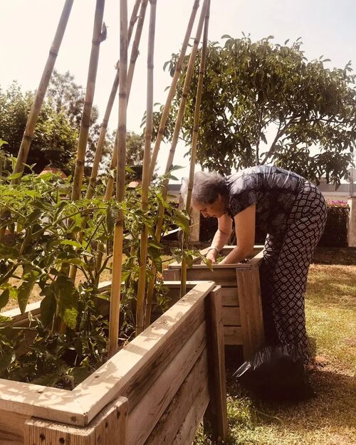 Tomateras en la residencia Loval